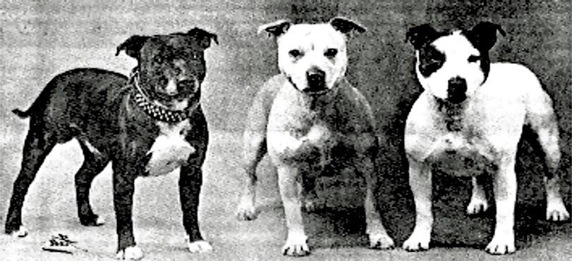 The Original Standard Staffordshire Bull terrier - 1935 8 The Original Standard Staffordshire Bull terrier - 1935 The Original Standard Staffordshire Bull terrier - 1935