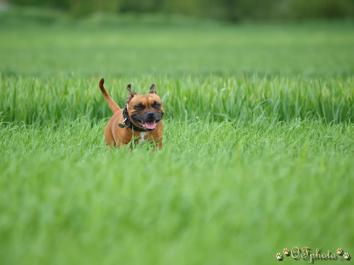 Stafbul