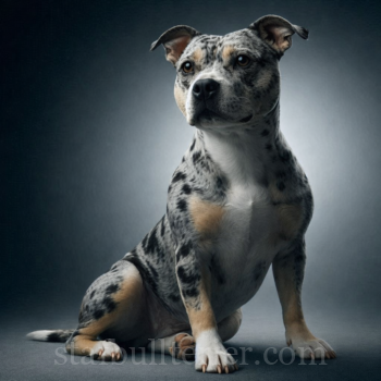 Barvy Stafordšírského Bulteriéra