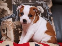 Staffordshire bull terrier - Vrh E