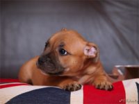 Staffordshire bull terrier - Vrh E