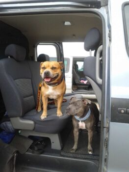 Canisterapie Stafordšírských bulteriérů 29 Canisterapie Stafordšírských bulteriérů stafordšírský bulteriér canisterapie