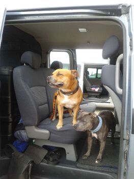 stafordšírský bulteriér canisterapie