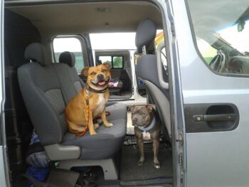 stafordšírský bulteriér canisterapie