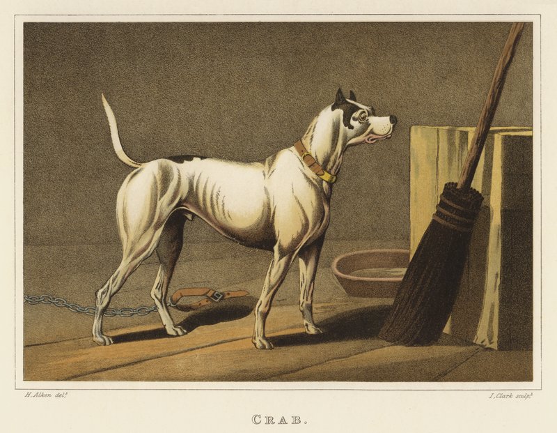 Historie Stafordšírského bulteriéra v obrazech 1 Historie Stafordšírského bulteriéra v obrazech Henry Thomas Alken Crab chromolitho MeisterDrucke 277057