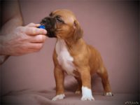 Staffordshire Bull Terrier vrh F