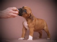 Staffordshire Bull Terrier vrh F