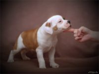 Staffordshire Bull Terrier vrh F