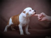 Staffordshire Bull Terrier vrh F