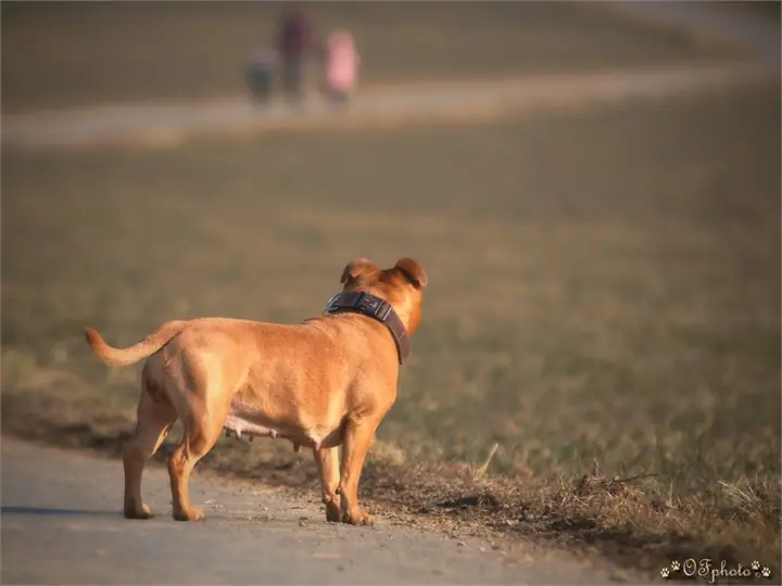 Staffordshire Bull Terrier