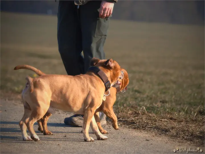 Staffordshire Bull Terrier