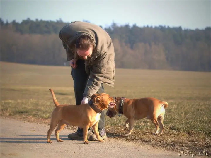 Staffordshire Bull Terrier