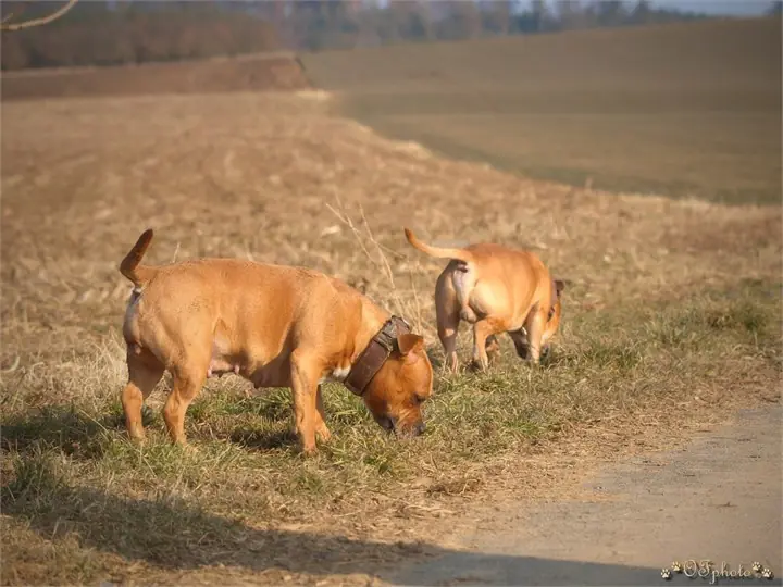 Staffordshire Bull Terrier