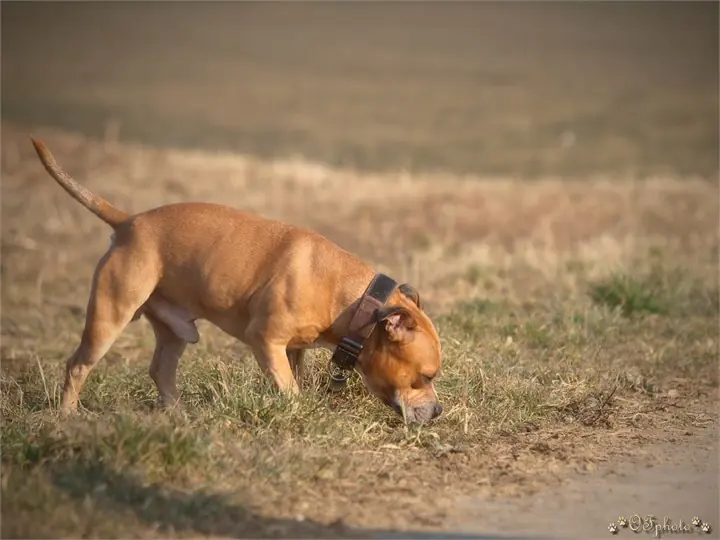 Staffordshire Bull Terrier
