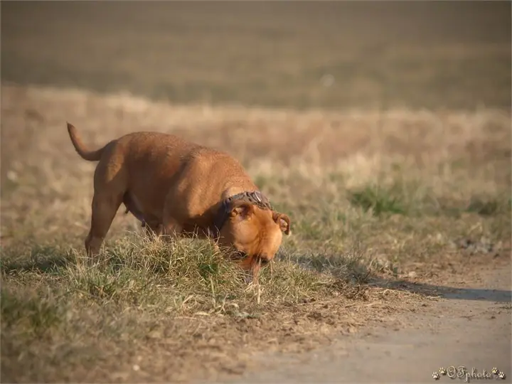 Staffordshire Bull Terrier