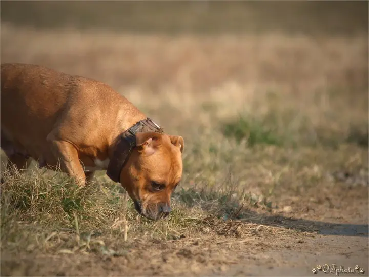 Staffordshire Bull Terrier