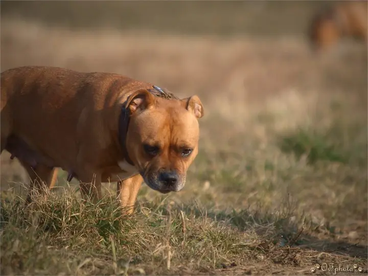 Staffordshire Bull Terrier