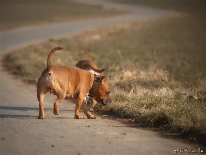 Staffordshire Bull Terrier