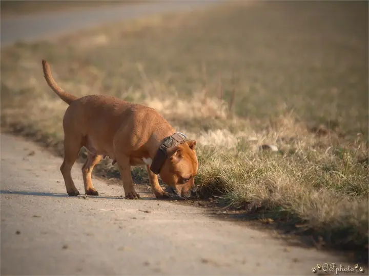 Staffordshire Bull Terrier