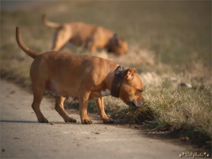 Staffordshire Bull Terrier