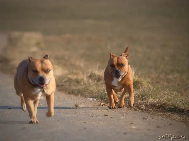 Staffordshire Bull Terrier
