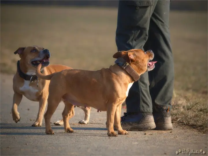 Staffordshire Bull Terrier