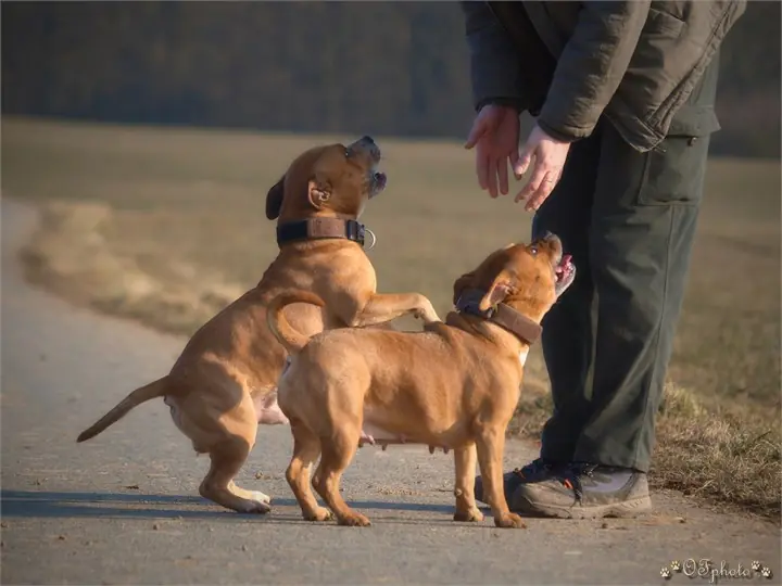 Staffordshire Bull Terrier