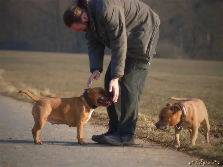 Staffordshire Bull Terrier
