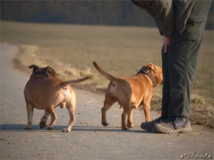 Staffordshire Bull Terrier