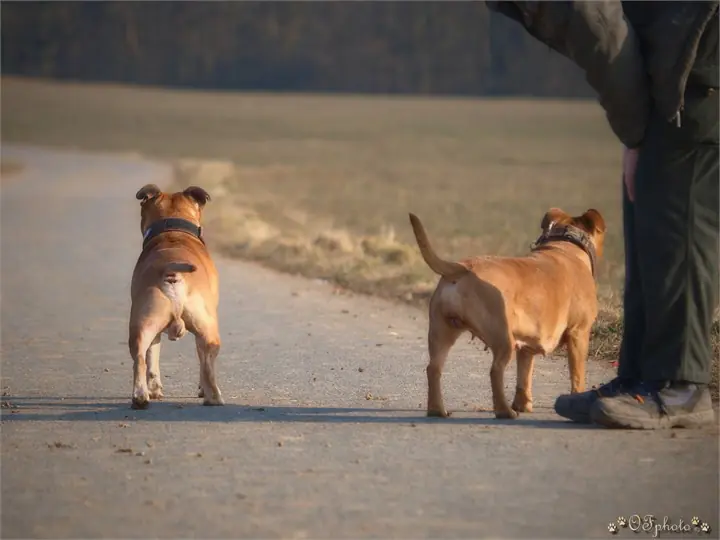 Staffordshire Bull Terrier