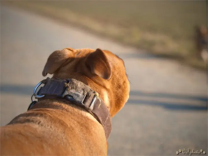 Staffordshire Bull Terrier