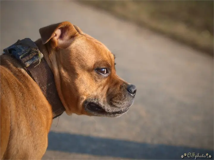 Staffordshire Bull Terrier
