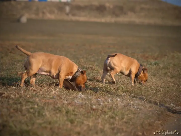 Staffordshire Bull Terrier