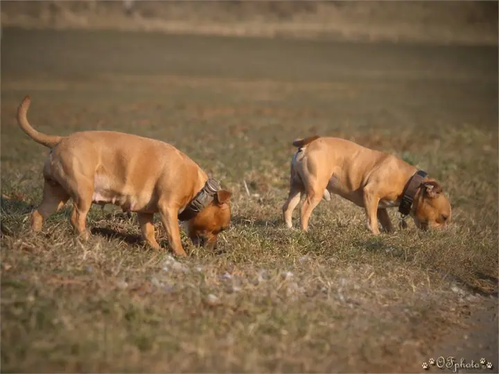 Staffordshire Bull Terrier