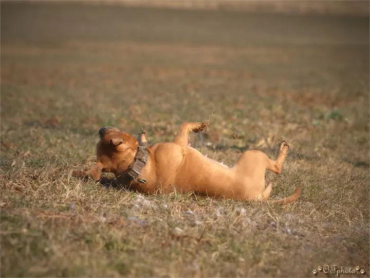 Staffordshire Bull Terrier