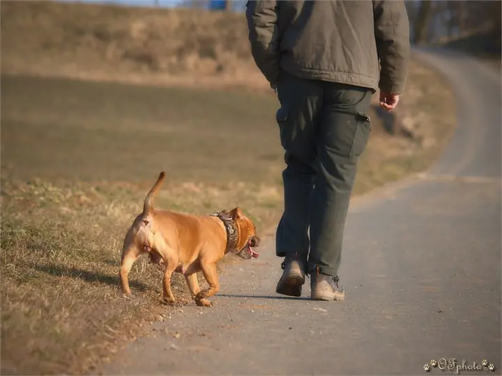 Staffordshire Bull Terrier