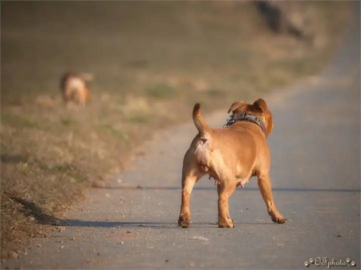 Staffordshire Bull Terrier