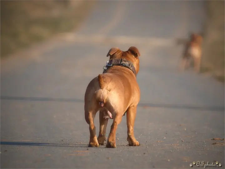 Staffordshire Bull Terrier