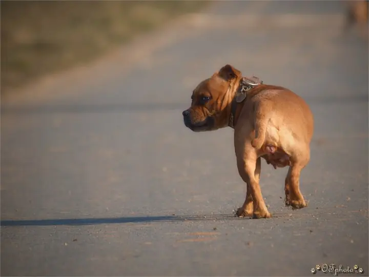 Staffordshire Bull Terrier