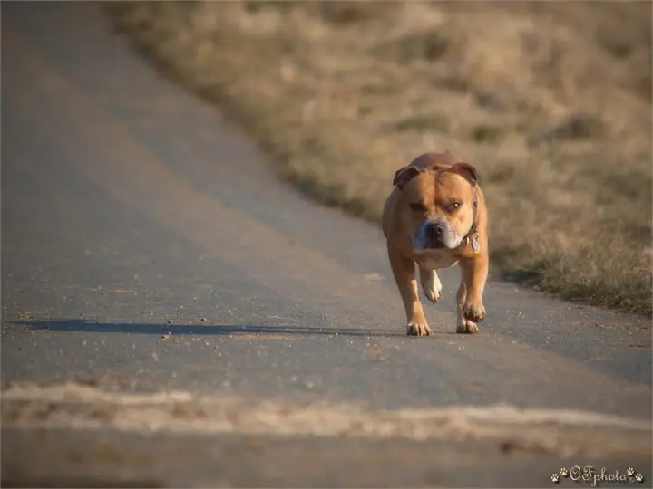 Staffordshire Bull Terrier
