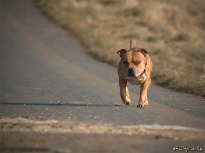 Staffordshire Bull Terrier
