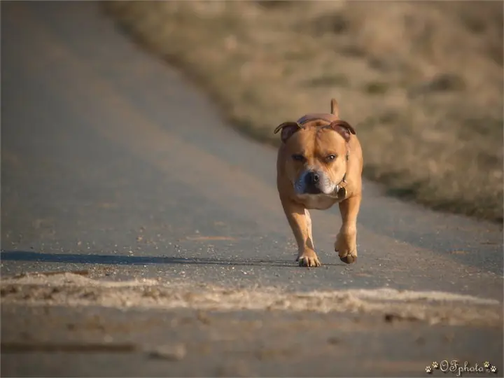 Staffordshire Bull Terrier