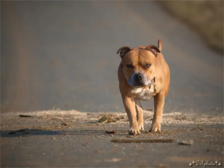Staffordshire Bull Terrier