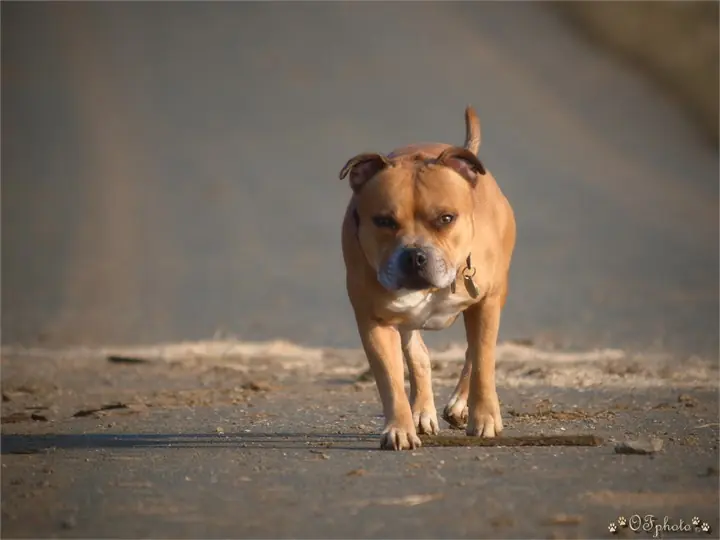 Staffordshire Bull Terrier