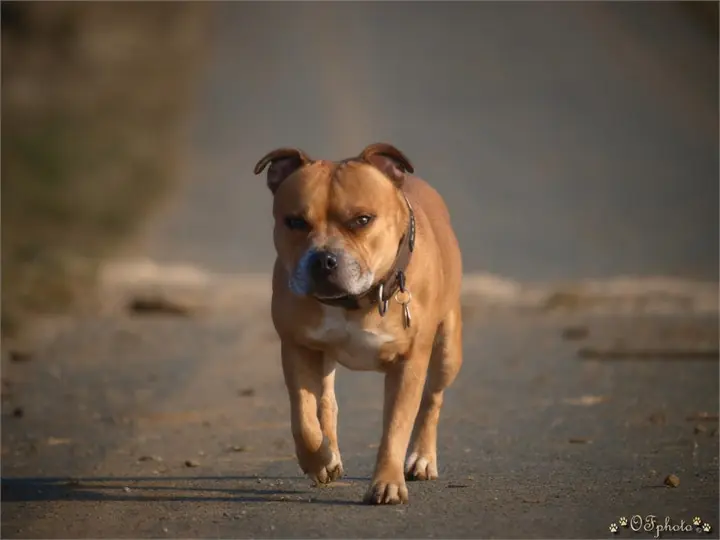 Staffordshire Bull Terrier