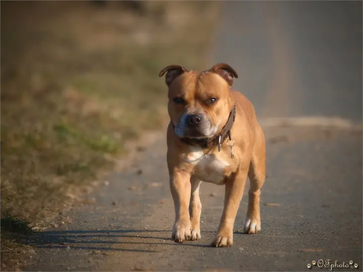 Staffordshire Bull Terrier