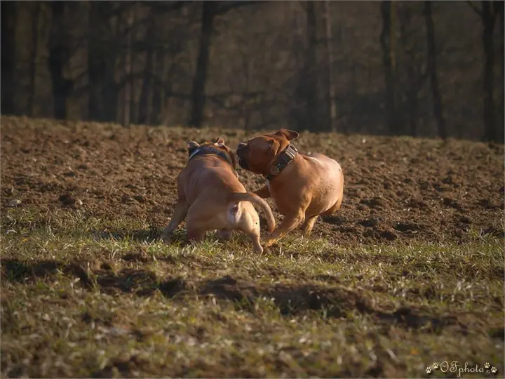 Staffordshire Bull Terrier