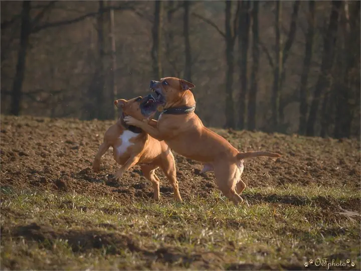 Staffordshire Bull Terrier