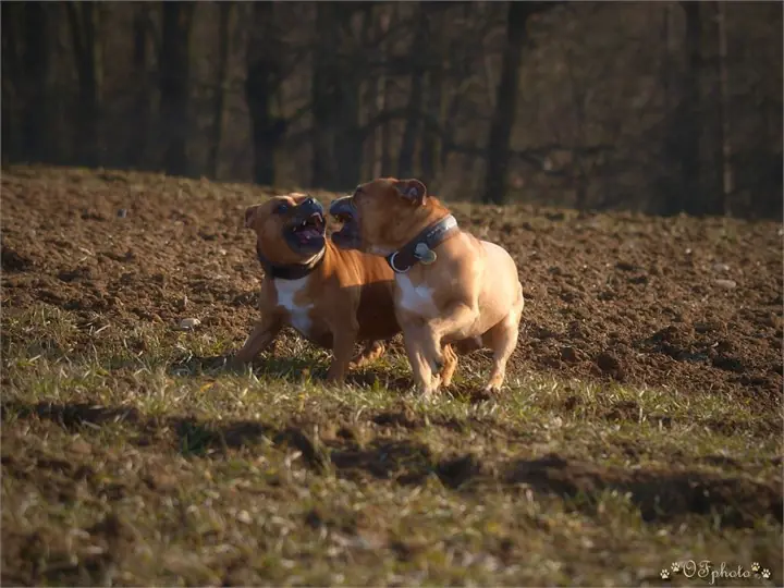 Staffordshire Bull Terrier
