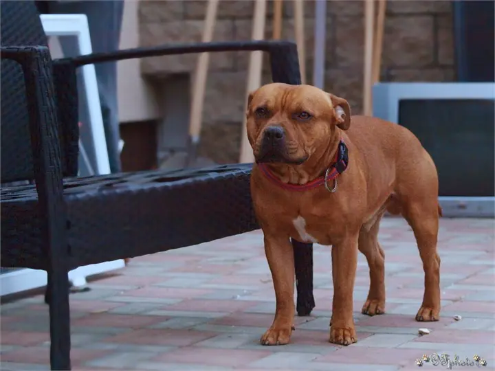 Staffordshire Bull Terrier